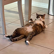 Trixie is registered to the contest to win money with this photo: cat, calico_cat, pet, animal, lying_down, belly_up, relaxed, indoor, tile_floor, chair, furniture, kitchen, home, white_paws, striped_fur, fluffy, eyes_open, funny_pose, portrait, photography
