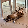 cat, calico_cat, pet, animal, lying_down, belly_up, relaxed, indoor, tile_floor, chair, furniture, kitchen, home, white_paws, striped_fur, fluffy, eyes_open, funny_pose, portrait, photography