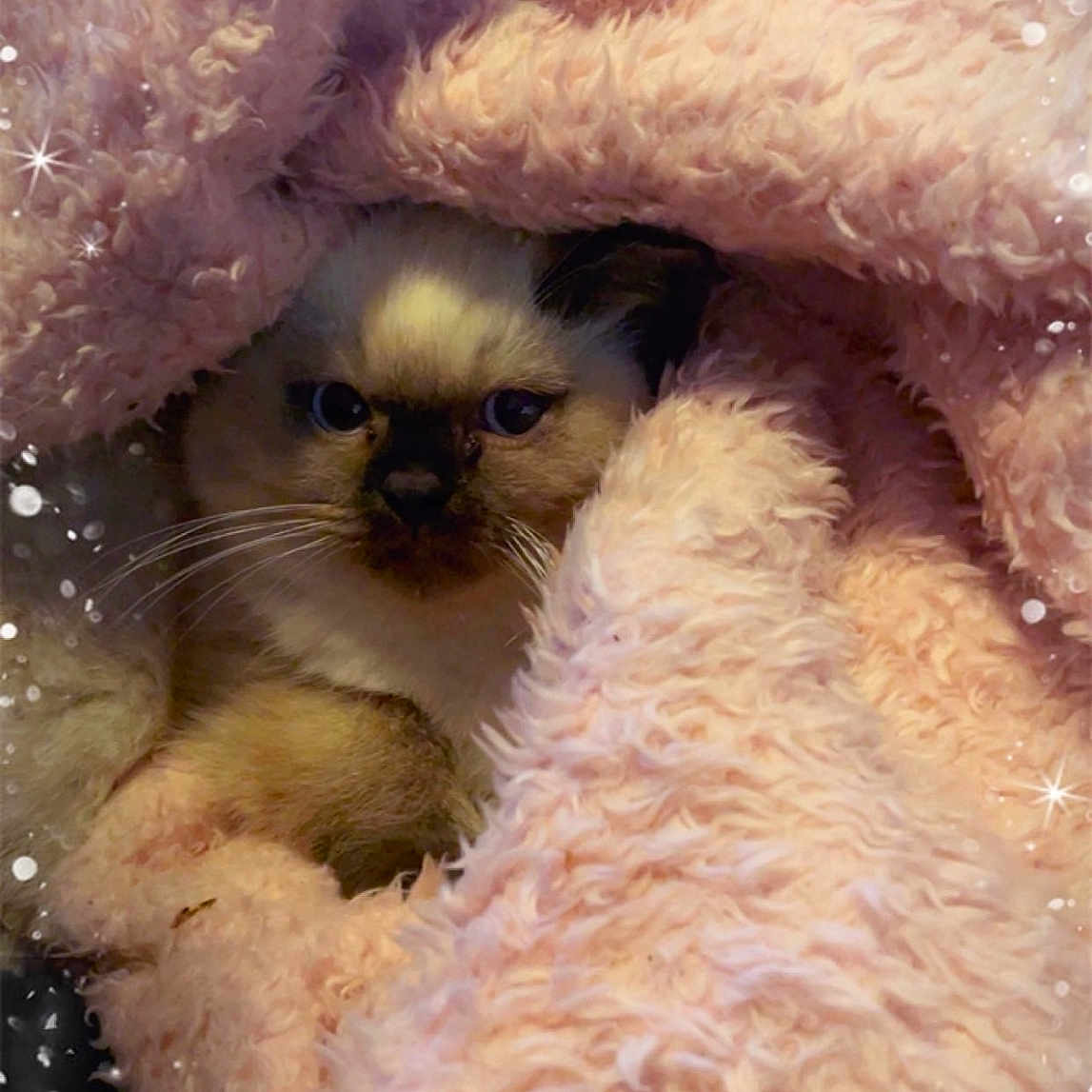 Ugo participe au concours pour gagner de l'argent avec cette photo : abyssinian, animal, beak, bird, blanket, cat, clothing, fur, kitten, manx, person, pet, quilt, siamese, sleeping, towel, toy