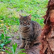 Uji participe au concours pour gagner de l'argent avec cette photo : abyssinian, animal, backyard, cat, field, grass, grassland, herbal, herbs, kitten, leaf, manx, nature, outdoors, pet, plant, soil, tree, vegetation, yard