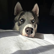 Zeus joined the competition — help win amazing prizes! husky, dog, blue_eyes, face, pet, animal, fur, resting, indoors, white_surface, natural_light, shadow, portrait, closeup, canine, ears, snout, calm, looking_up, black_and_white_fur