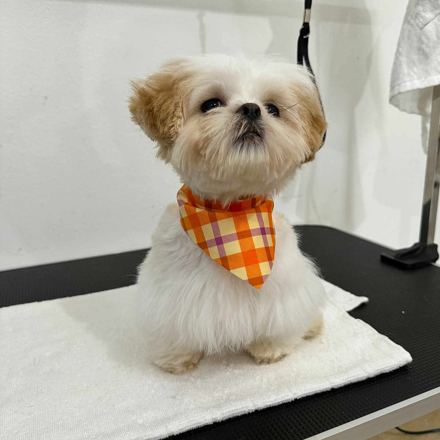 Maya joined the competition — help win amazing prizes! accessories, affenpinscher, animal, bandana, canine, dog, dogbed, eskimodog, formalwear, furniture, headband, leash, pet, poodle, puppy, strap, table, terrier, tie, whitedog