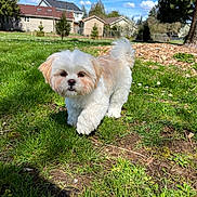 Maya is registered to the contest to win money with this photo: animal, architecture, building, canine, dog, field, grass, grassland, lawn, nature, neighborhood, outdoors, pet, plant, puppy, shelter, terrier, tree, vegetation, yard
