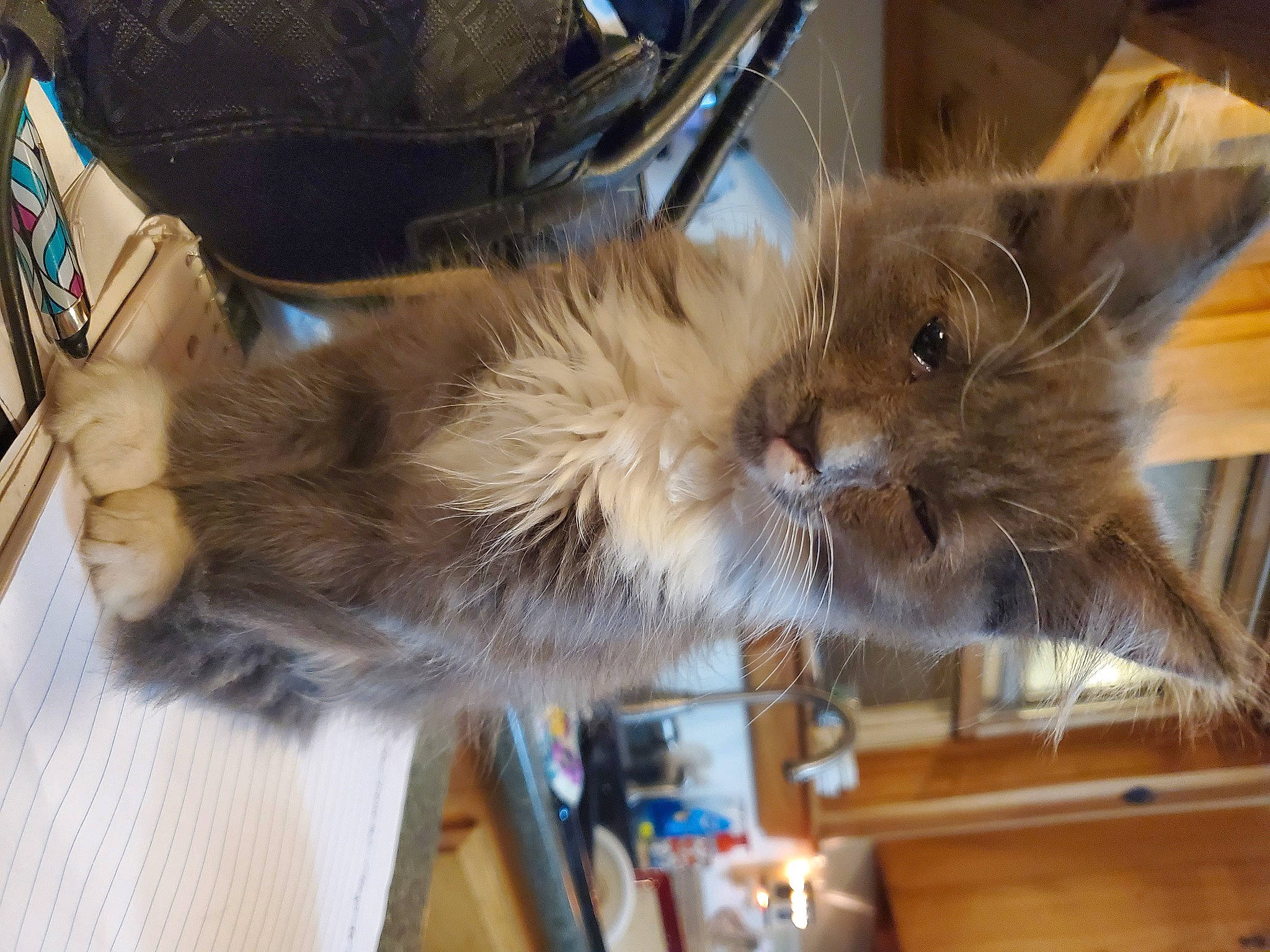 Lucifurr is registered to the contest to win money with this photo: bag, box, carnivore, cat, chair, claw, comfort, domestic_short_haired_cat, fawn, felidae, fur, paw, small_to_medium_sized_cats, tail, whiskers, wood