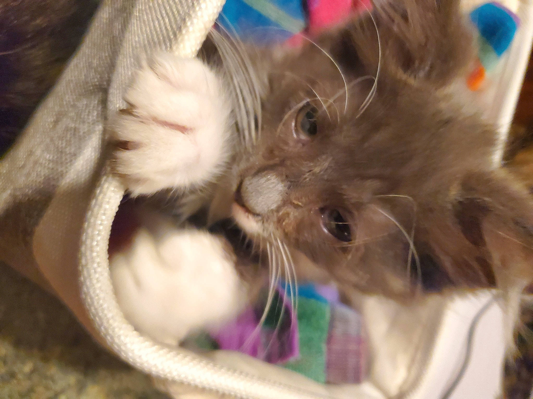 Lucifurr is registered to the contest to win money with this photo: carnivore, cat, cat_supply, claw, comfort, domestic_short_haired_cat, ear, fawn, felidae, fur, gesture, paw, pet_supply, small_to_medium_sized_cats, snout, whiskers