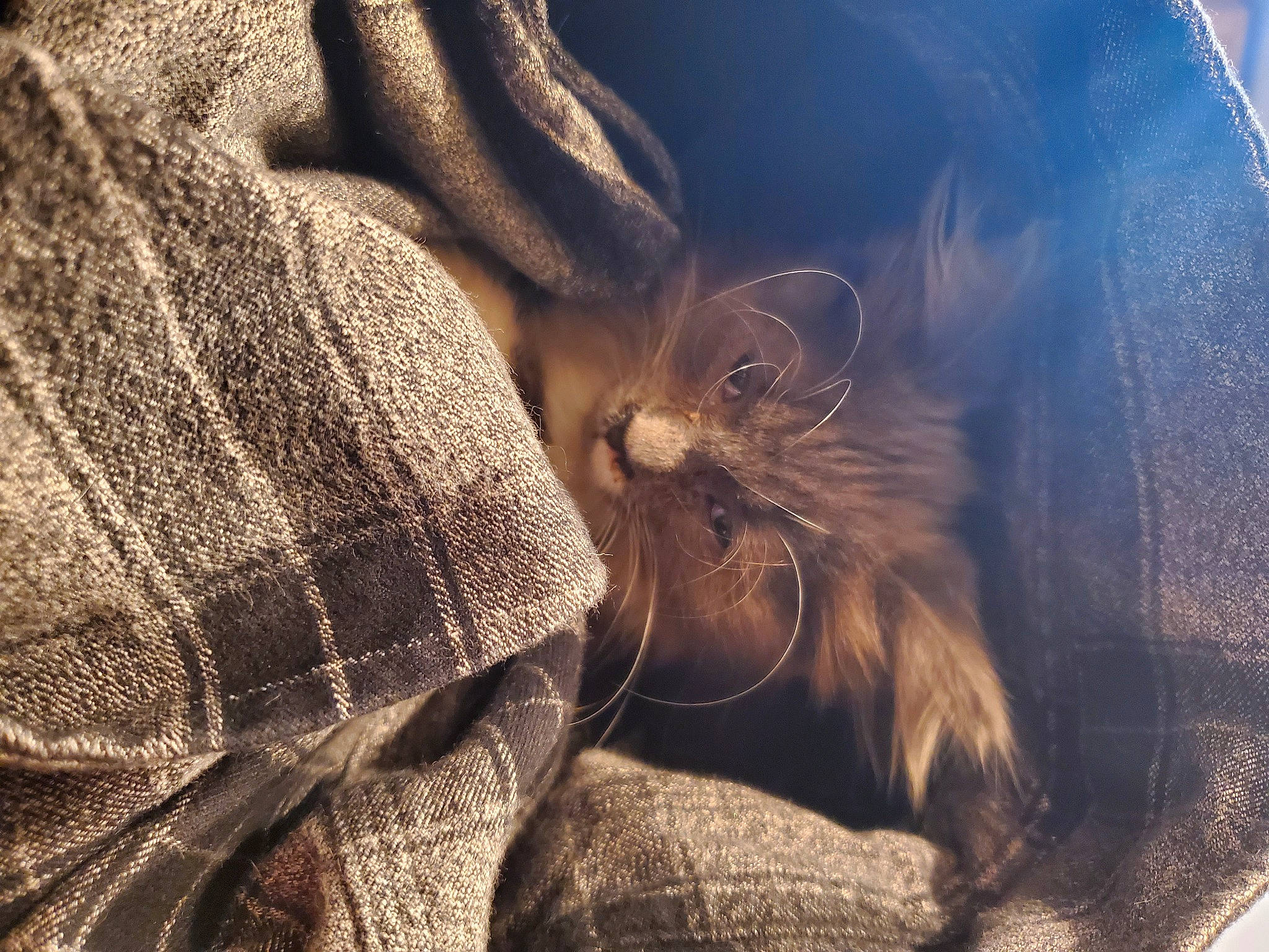 Lucifurr joined the competition — help win amazing prizes! bag, brown_hair, carnivore, cat, claw, comfort, domestic_short_haired_cat, fawn, felidae, fur, human_leg, leather_jacket, liver, luggage_and_bags, small_to_medium_sized_cats, terrestrial_animal, textile, whiskers, woolen, woven_fabric