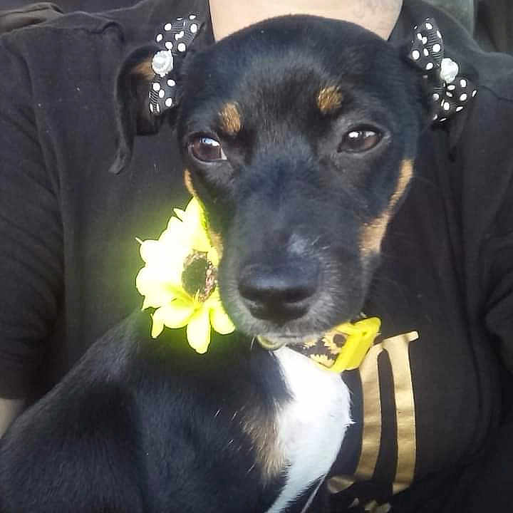 Lilian joined the competition — help win amazing prizes! canidae, carnivore, companion_dog, dog, dog_breed, dog_collar, ear, fawn, fur, gesture, guard_dog, happy, plant, sleeve, sporting_group, t_shirt, toy_dog, whiskers, working_animal, working_dog
