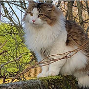 Roméo a rejoint le concours — aidez-le/la à gagner de superbes lots ! cat, fluffy, moss, stone_wall, tree_branches, outdoor, nature, pet, animal, garden, feline, white_fur, brown_fur, pink_nose, alert, sitting, daylight, wildlife, mammal, cute