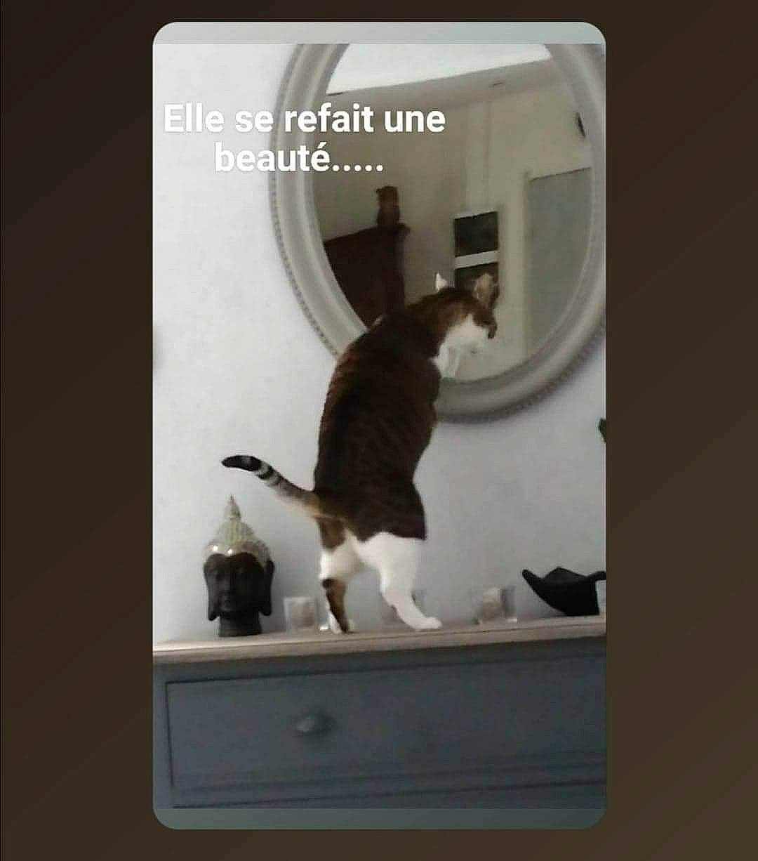 India participe au concours pour gagner de l'argent avec cette photo : carnivore, cat, felidae, font, fur, metal, pet_supply, photo_caption, rectangle, room, shelf, small_to_medium_sized_cats, tail, whiskers, wood