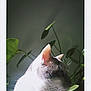 cat, animal, pet, whiskers, ears, green_leaves, plant, sunlight, shadow, nature, close_up, portrait, feline, indoor, calm, soft_light, side_view, domestic_cat, gray_and_white, quiet
