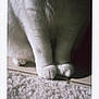 cat, paws, white_fur, close_up, floor, tile, carpet, soft_texture, pet, animal, indoor, feline, fur, legs, quiet, cozy, shadow, light, domestic, cute