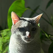 Tofu a rejoint le concours — aidez-le/la à gagner de superbes lots ! cat, animal, pet, white, gray, face, ears, whiskers, indoor, plant, leaf, green, shadow, sunlight, closeup, portrait, feline, nature, calm, soft_light