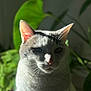cat, animal, pet, white, gray, face, ears, whiskers, indoor, plant, leaf, green, shadow, sunlight, closeup, portrait, feline, nature, calm, soft_light