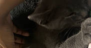 Moon is registered to the contest to win money with this photo: cat, gray_cat, hand, furry, pet, animal, close_up, indoor, soft_lighting, cozy, fabric, clothing, paw, feline, domestic_animal, blurred, gentle, cute, resting, companion
