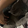 cat, gray_cat, hand, furry, pet, animal, close_up, indoor, soft_lighting, cozy, fabric, clothing, paw, feline, domestic_animal, blurred, gentle, cute, resting, companion
