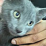 Moon joined the competition — help win amazing prizes! cat, gray_cat, hand, pet, close_up, animal, feline, domestic_animal, fur, whiskers, yellow_eyes, claws, cute, indoor, person, fingers, holding, face, blur, portrait