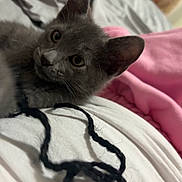Moon joined the competition — help win amazing prizes! kitten, gray_cat, bed, blanket, yarn, string, indoor, pet, animal, closeup, cute, feline, soft, cozy, resting, curious, whiskers, ears, sleeping_area, domestic