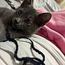 kitten, gray_cat, bed, blanket, yarn, string, indoor, pet, animal, closeup, cute, feline, soft, cozy, resting, curious, whiskers, ears, sleeping_area, domestic