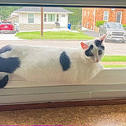 Beans joined the competition — help win amazing prizes! cat, windowsill, window, black_and_white_cat, pet, domestic_animal, house, suburban, car, outdoor, grass, road, residential, curious, resting, feline, animal, daylight, quiet, indoor