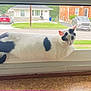 cat, windowsill, window, black_and_white_cat, pet, domestic_animal, house, suburban, car, outdoor, grass, road, residential, curious, resting, feline, animal, daylight, quiet, indoor