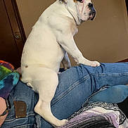 Mouth is registered to the contest to win money with this photo: animal, baby, bed, bostonbull, boxer, bulldog, canine, clothing, couch, dog, frenchbulldog, furniture, indoors, interiordesign, jeans, pants, person, pet, pitbull, puppy