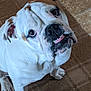 Mouth is registered to the contest to win money with this photo: animal, boxer, bulldog, canine, dog, frenchbulldog, pet, pitbull, puppy, snout