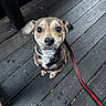 dog, pet, leash, wooden_deck, brown_fur, small_dog, looking_up, outdoor, curious, animal, canine, close_up, ears, collar, sitting, floor, texture, daylight, eye_contact, adorable