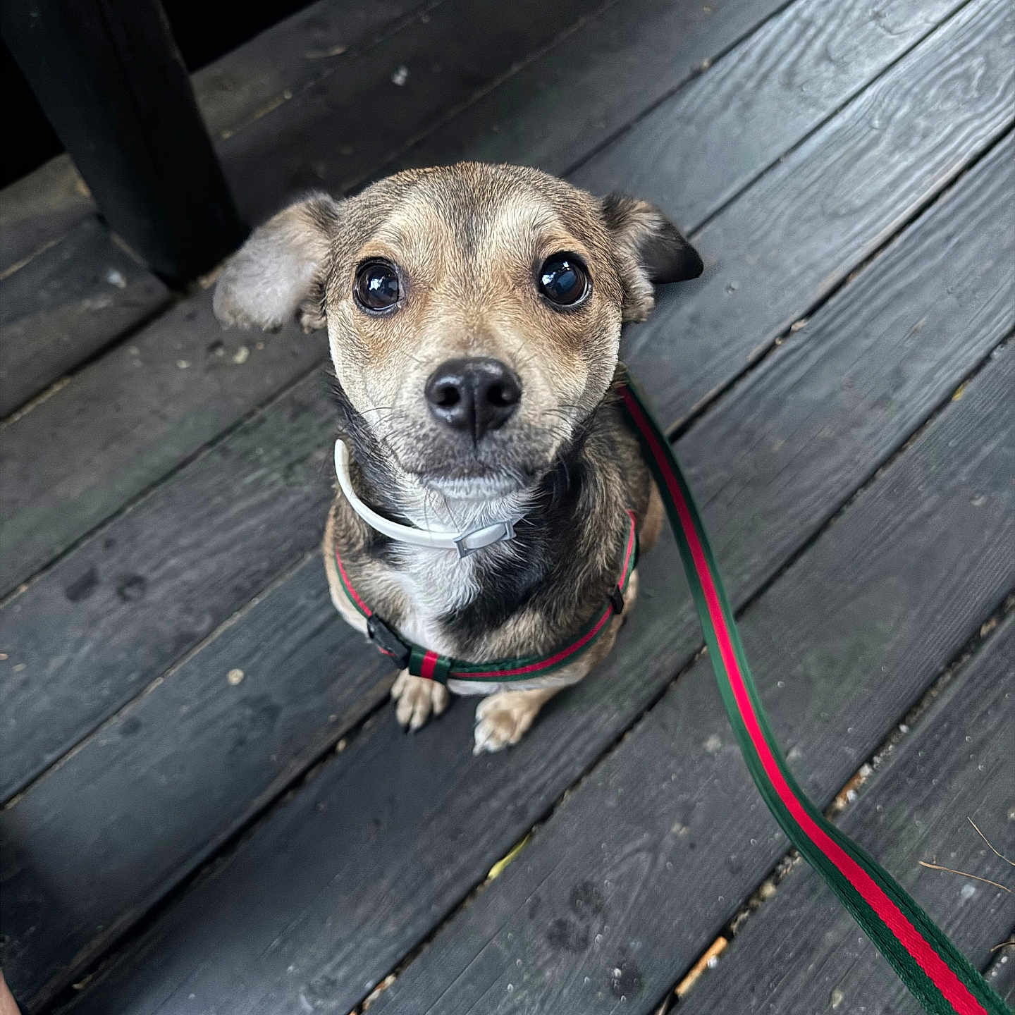 Duke is registered to the contest to win money with this photo: dog, pet, leash, wooden_deck, brown_fur, small_dog, looking_up, outdoor, curious, animal, canine, close_up, ears, collar, sitting, floor, texture, daylight, eye_contact, adorable