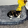 Marbles joined the competition — help win amazing prizes! kitten, cat, pet_bed, plush_toy, yellow_toy, gray, carpet, indoor, animal, cute, sleeping, furry, small, cozy, soft, resting, toy, black, white, brown