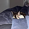 Marbles joined the competition — help win amazing prizes! kitten, calico, cat, sleeping, bed, blanket, quilt, indoor, cozy, pet, animal, resting, fur, small, cute, comfort, quiet, soft, domestic, relaxation