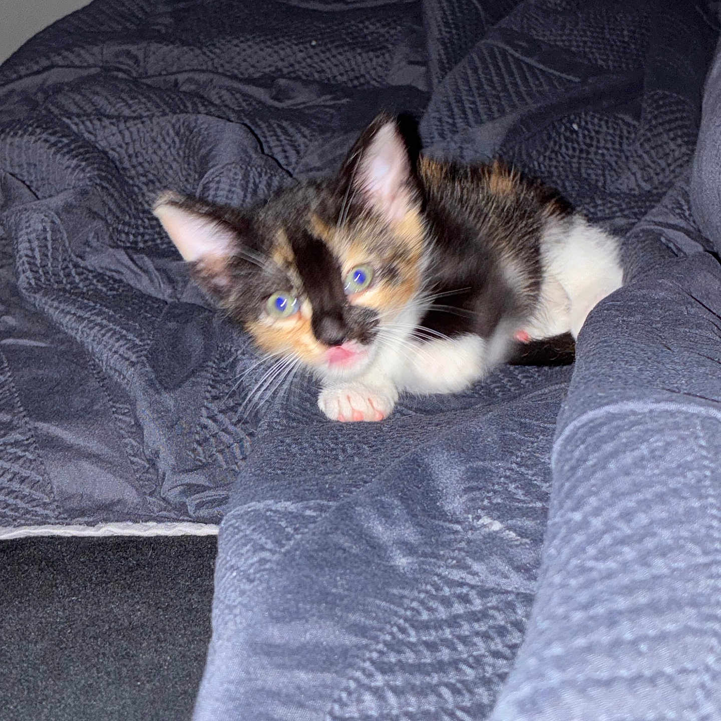 Marbles joined the competition — help win amazing prizes! kitten, cat, calico, pet, animal, cute, feline, young, indoor, blanket, bed, fur, whiskers, ears, paws, curious, small, lying, resting, domestic