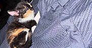 Marbles is registered to the contest to win money with this photo: kitten, cat, calico, sleeping, blanket, fur, pet, animal, cozy, indoor, resting, cute, small, feline, whiskers, paw, texture, blue, soft, comfort