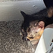 Marbles joined the competition — help win amazing prizes! cat, animal, pet, carpet, floor, whiskers, ear, fur, close_up, resting, indoor, domestic_animal, head, side_view, light, shadow, technology, electronic_device, cord, texture