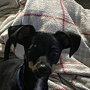 Basil joined the competition — help win amazing prizes! dog, black_dog, blue_collar, blanket, indoor, pet, canine, fur, animal, cozy, resting, soft_texture, red_stripes, closeup, companion, domestic_animal, cute, friend, sleepy, warm