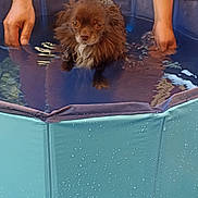 Foxy participe au concours pour gagner de l'argent avec cette photo : animal, backyard, blue_pool, cute, dog, domestic_animal, greenery, human_hands, legs, outdoor, pet, pet_care, pool, relaxing, small_dog, summer, towel, water, water_droplets, wet
