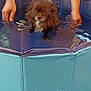 animal, backyard, blue_pool, cute, dog, domestic_animal, greenery, human_hands, legs, outdoor, pet, pet_care, pool, relaxing, small_dog, summer, towel, water, water_droplets, wet