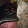 Foxy participe au concours pour gagner de l'argent avec cette photo : animal, blanket, bow, comfort, cozy, cushion, cute, dark_fur, dog, fur, home, indoor, pet, pillow, plush_toy, resting, sleepy, small_dog, snuggling, soft_texture