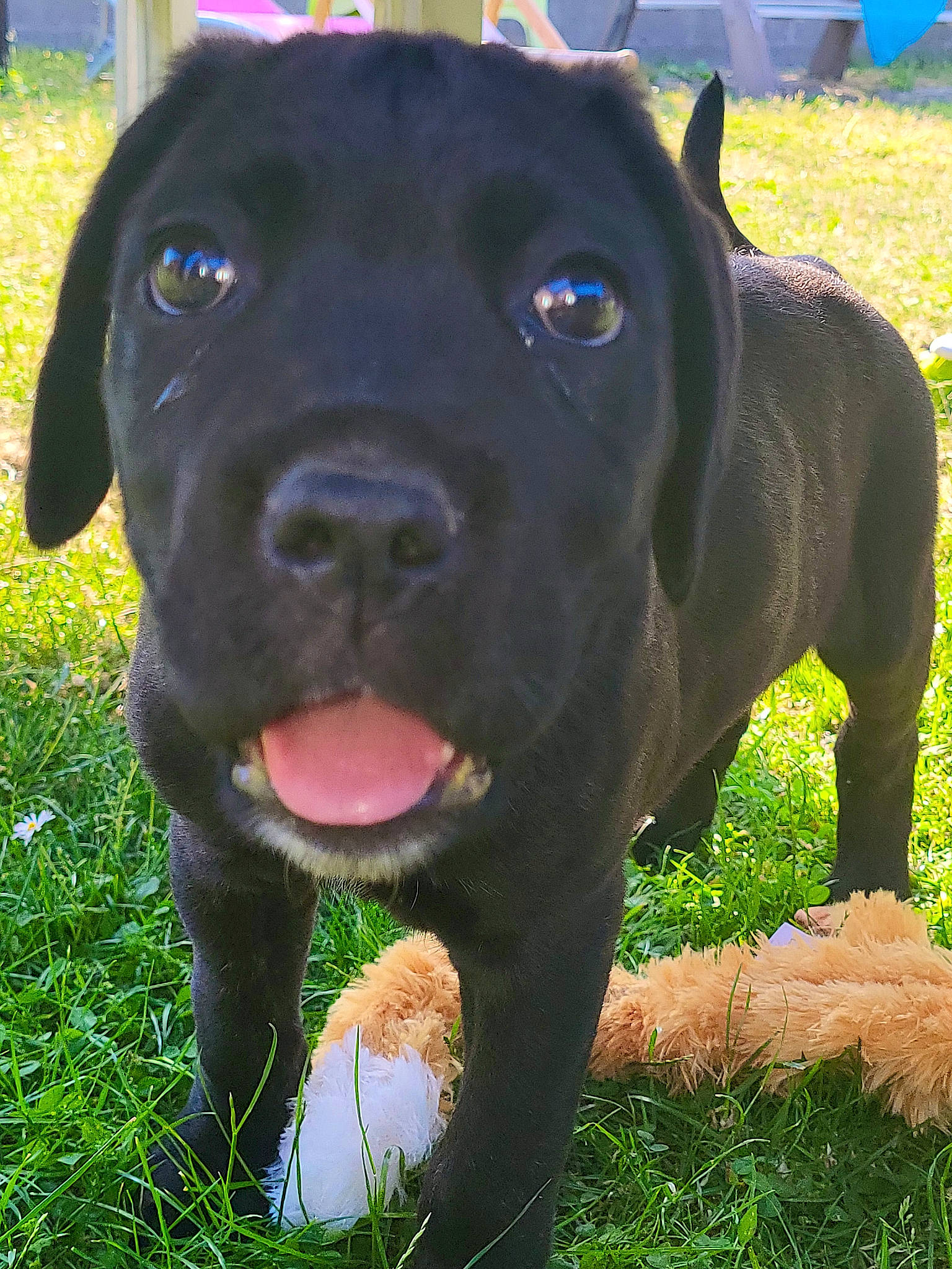 Dario participe au concours pour gagner de l'argent avec cette photo : blue, borador, canidae, carnivore, collar, companion_dog, dog, dog_breed, dog_collar, fawn, grass, green, gun_dog, plant, snout, sporting_group, terrestrial_animal, whiskers, working_animal, working_dog