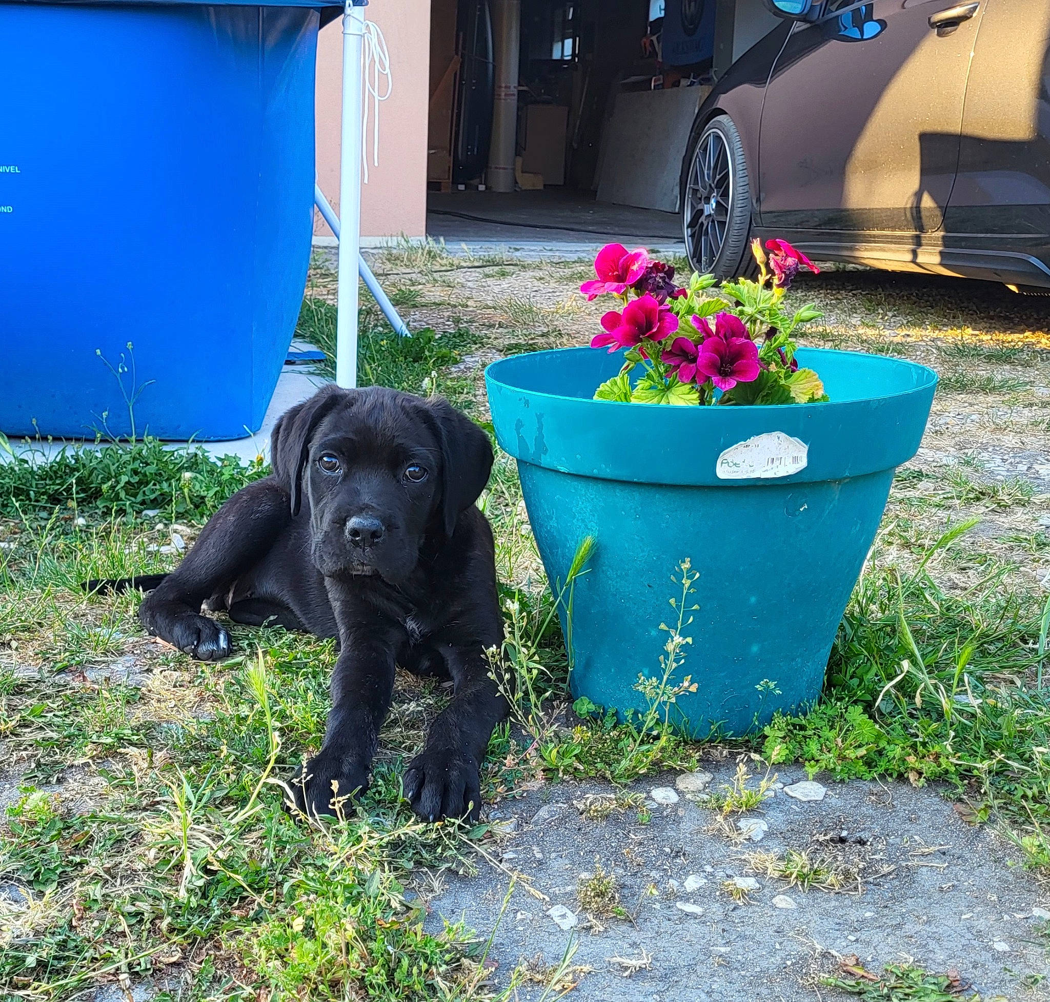 Dario participe au concours pour gagner de l'argent avec cette photo : annual_plant, automotive_tire, blue, carnivore, companion_dog, dog, dog_breed, door, flower, flowerpot, grass, petal, plant, shrub, tail, tints_and_shades, tire, vehicle, vertebrate, wheel