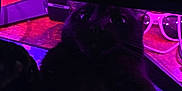 Mavis is registered to the contest to win money with this photo: cat, black_cat, hand, computer_monitor, gaming, pixel_art, carrot_icon, purple_light, red_light, glasses, desk, technology, indoor, pet, feline, whiskers, closeup, purple_glow, pixelated, cozy