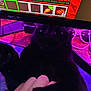 cat, black_cat, hand, computer_monitor, gaming, pixel_art, carrot_icon, purple_light, red_light, glasses, desk, technology, indoor, pet, feline, whiskers, closeup, purple_glow, pixelated, cozy