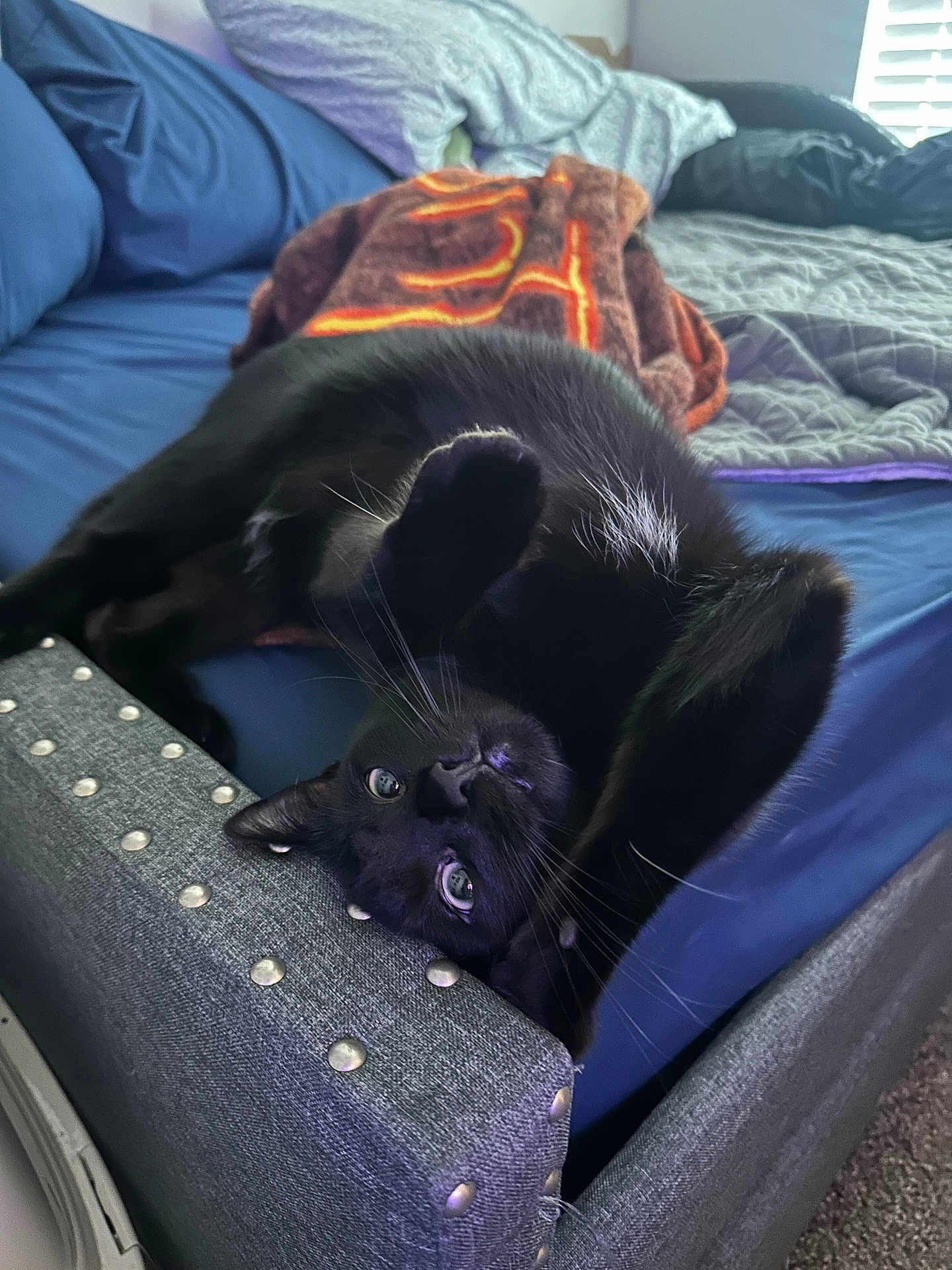 Mavis joined the competition — help win amazing prizes! cat, black_cat, bed, blanket, upside_down, furniture, indoor, pet, relaxing, cozy, whiskers, playful, curled_paws, gray_fabric, bedroom, soft_light, window_shades, comfort, animal, sleepy