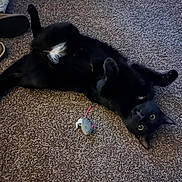 Mavis is registered to the contest to win money with this photo: black_cat, cat, pet, animal, carpet, toy_mouse, indoor, playful, fur, whiskers, yellow_eyes, relaxed, lying_down, white_patch, paw, cute, feline, domestic_animal, floor, curious
