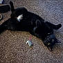 black_cat, cat, pet, animal, carpet, toy_mouse, indoor, playful, fur, whiskers, yellow_eyes, relaxed, lying_down, white_patch, paw, cute, feline, domestic_animal, floor, curious