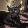 Mavis is registered to the contest to win money with this photo: black_cat, cat, pet, animal, carpet, string_lights, cords, indoor, feline, whiskers, ears, eyes, floor, relaxed, curious, household, cozy, night, soft_light, close_up
