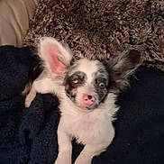 Gizmo is registered to the contest to win money with this photo: dog, small_dog, puppy, pet, ears, furry, blanket, resting, cute, curious, indoor, fur, animal, nose, lying_down, comfort, cozy, black_and_white, domestic_animal, canine