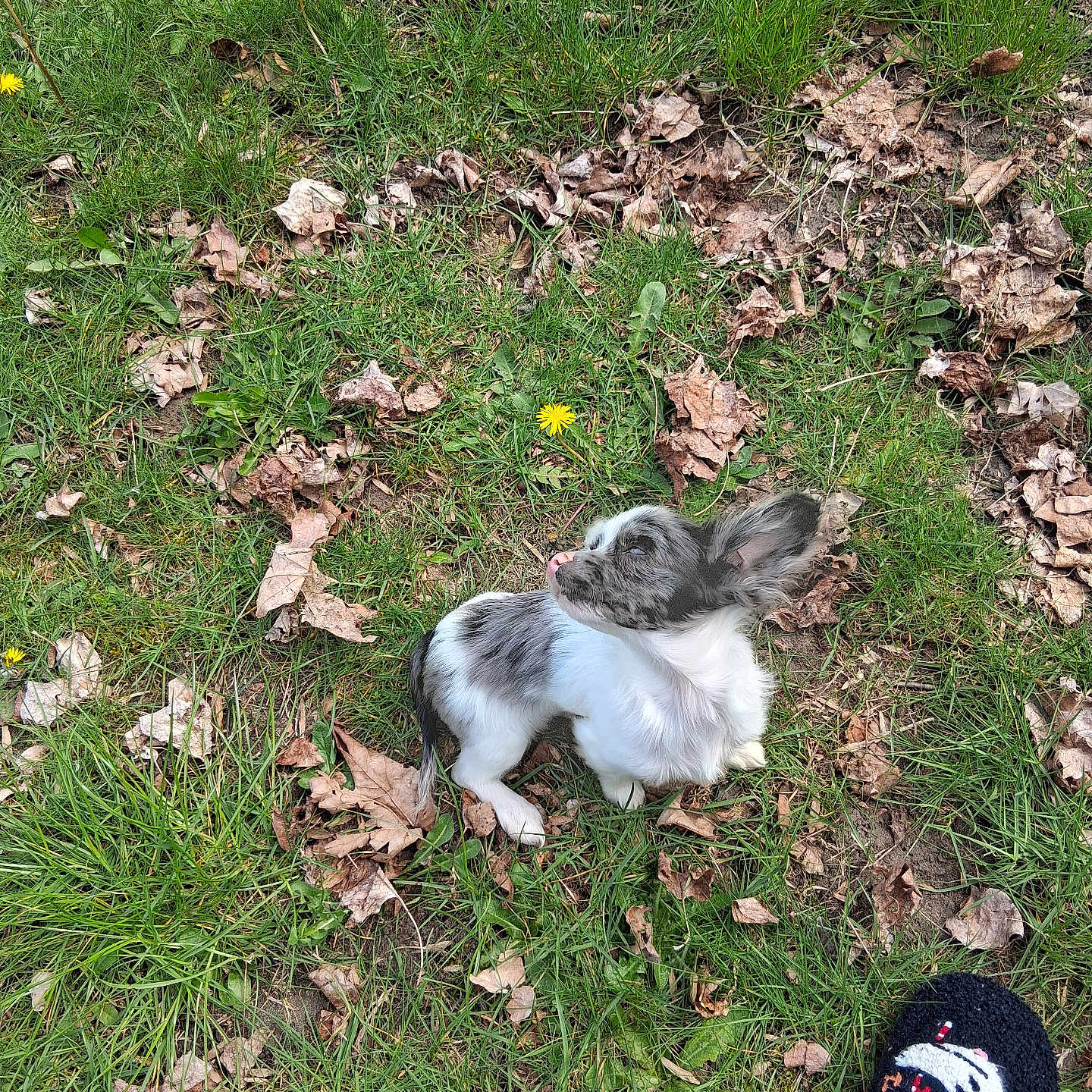 Gizmo is registered to the contest to win money with this photo: puppy, dog, grass, leaves, dandelion, outdoor, pet, small_dog, black_and_white, nature, cute, animal, slipper, footwear, grass_field, fall_leaves, young_dog, curious, sitting, daylight