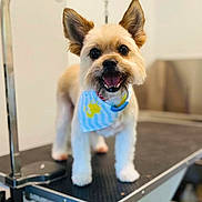 Daisy is registered to the contest to win money with this photo: animal, bandana, blue_bandana, canine, close_up, companion, cute, dog, domestic_animal, ears, friendly, fur, grooming_table, happy, indoor, pet, small_dog, smiling, standing, tongue_out