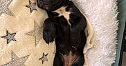 Alma participe au concours pour gagner de l'argent avec cette photo : puppy, dog, black_and_tan, sleeping, lying_down, belly_up, pet, animal, cute, cozy, blanket, star_pattern, fluffy_bedding, pet_carrier, toy, purple_toy, red_collar, indoor, close_up, relaxed