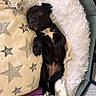 puppy, dog, black_and_tan, sleeping, lying_down, belly_up, pet, animal, cute, cozy, blanket, star_pattern, fluffy_bedding, pet_carrier, toy, purple_toy, red_collar, indoor, close_up, relaxed